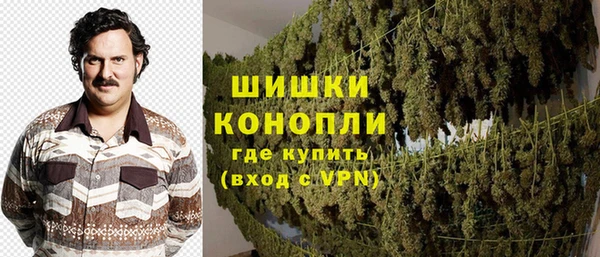 прущие грибы Сосновый Бор